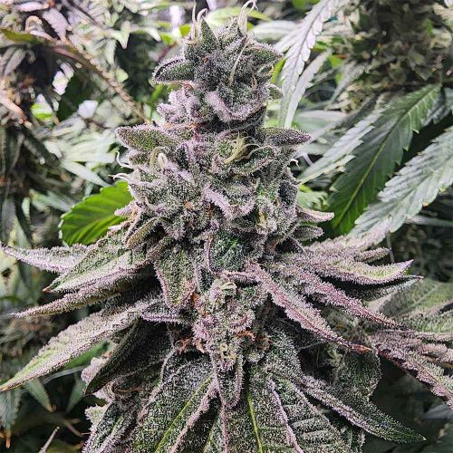 Lucky Cat Feminized Cannabis Seeds Always Be Flowering