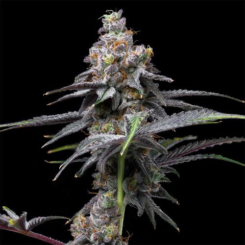 Animal Cake x Hollywood Feminized Cannabis Seeds by Cookies