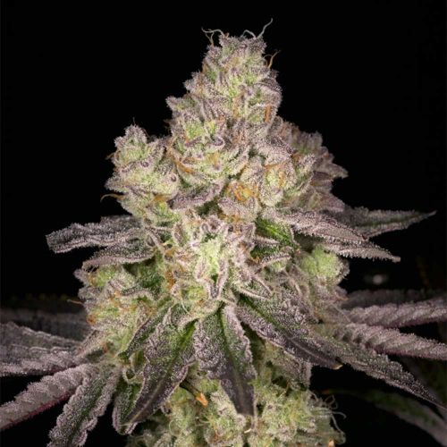 Prodigy Regular Cannabis Seeds Archive Seed Bank