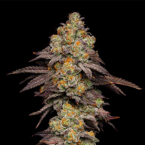 Big Z Feminized Cannabis Seeds by Cookies 