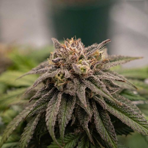 Fig Newtonz Feminized Cannabis Seeds by Black Tuna Seeds