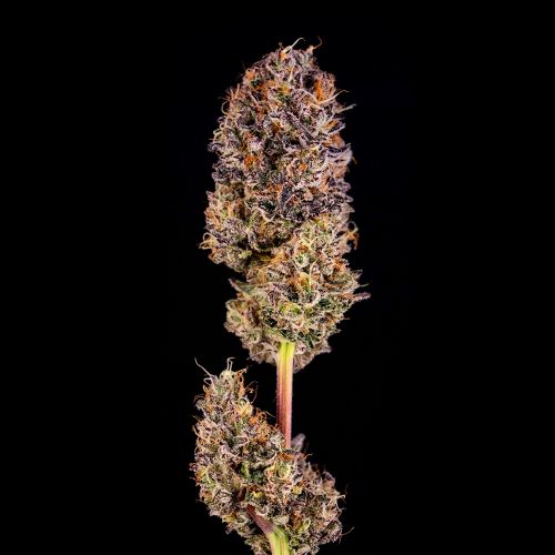 Happy Lora Feminized Cannabis Seeds by Black Tuna Seeds