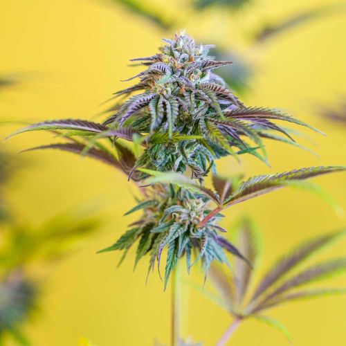 Toronjaz Feminized Cannabis Seeds by Black Tuna Seeds