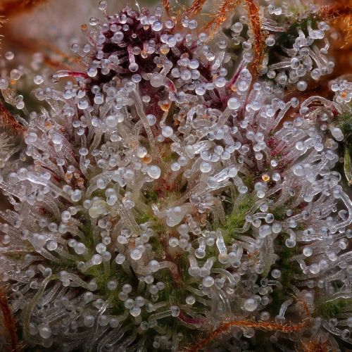 Uvaz Feminized Cannabis Seeds by Black Tuna Seeds