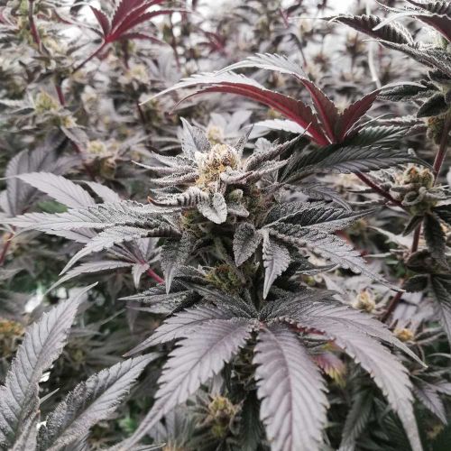 BloodSport Feminized Cannabis Seeds by Black Tuna Seeds