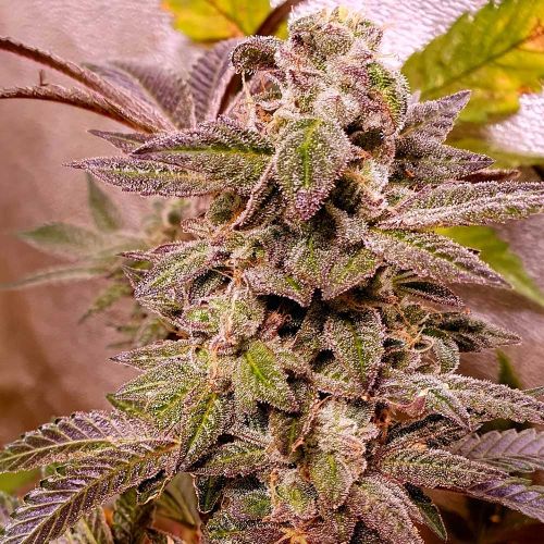 Blueberry Cane Feminized Cannabis Seeds by Holy Smoke Seeds