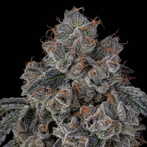 Blueberry Cherries Feminized Cannabis Seeds by Cookies