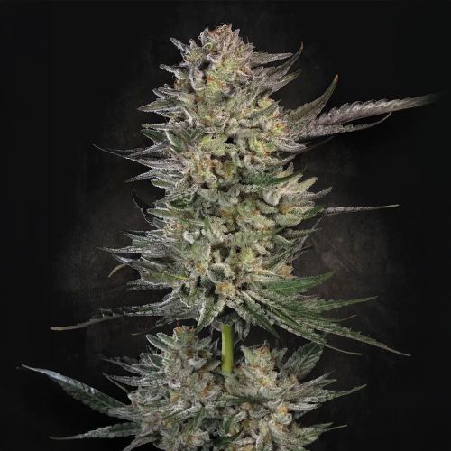 Candy Breath Feminized Cannabis Seeds Paradise Seeds