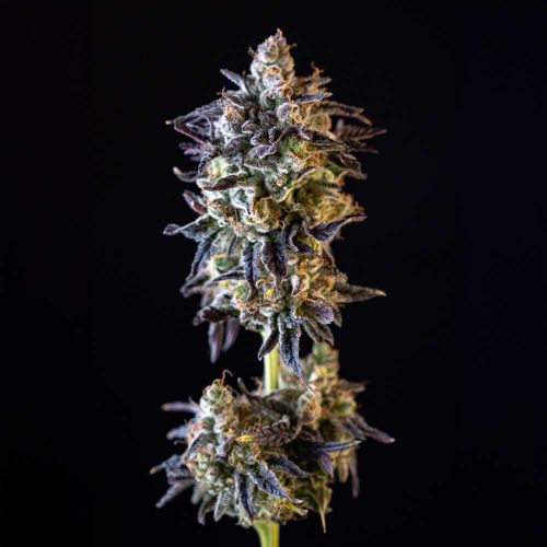 MERENGÓN Feminized Cannabis Seeds by Black Tuna Seeds