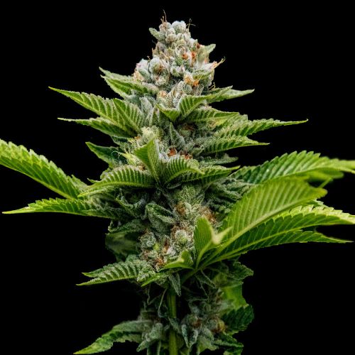 Challah Cake Feminized Cannabis Seeds DNA Genetics