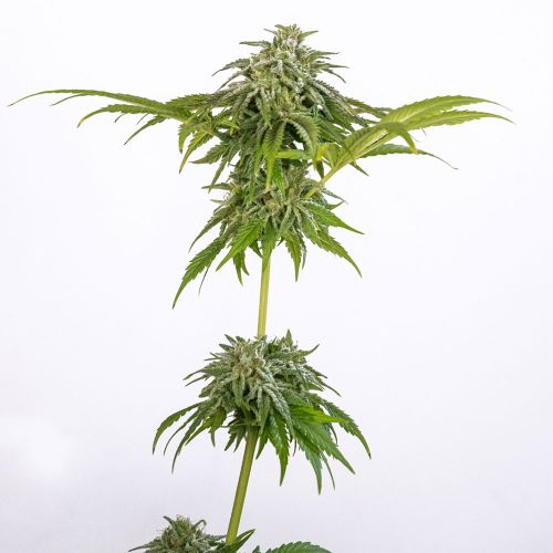 CHAMPAÑA Feminized Cannabis Seeds by Black Tuna Seeds