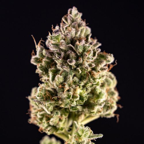 CHAMPAÑA Feminized Cannabis Seeds by Black Tuna Seeds