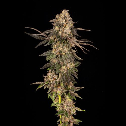 Cherry Fritter Feminized Cannabis Seeds by Cookies 