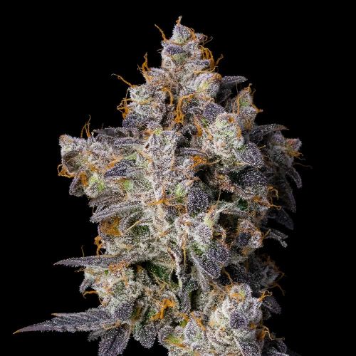 Cherry Zolato Feminized Cannabis Seeds by Cookies 