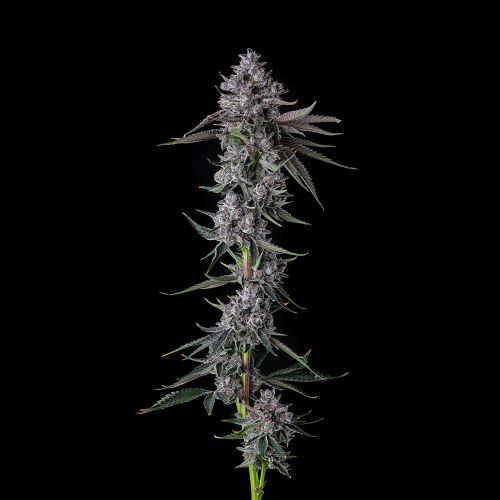 Chrome Dome Compound Genetics Feminized Cannabis Seeds