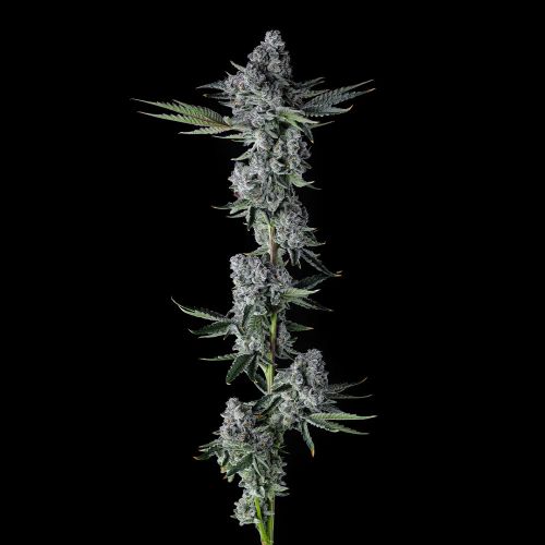 Got Caught Compound Genetics Feminized Cannabis Seeds