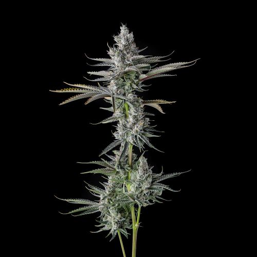 Guwop Green Compound Genetics Feminized Cannabis Seeds