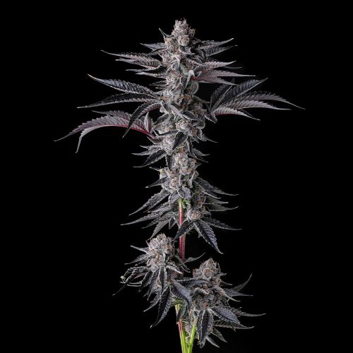 New Money Compound Genetics Feminized Cannabis Seeds