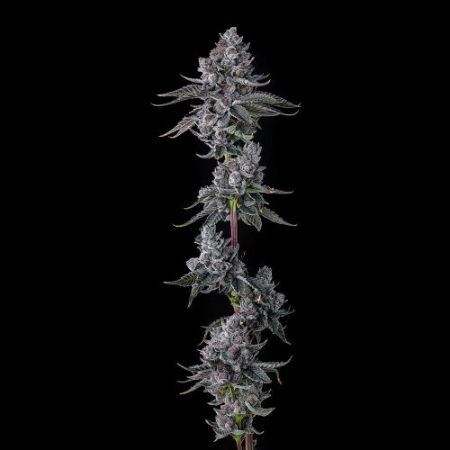 Old Money Compound Genetics Feminized Cannabis Seeds