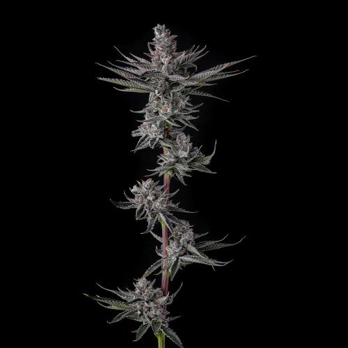 Rah Tah Tah Compound Genetics Feminized Cannabis Seeds