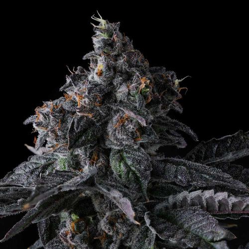 Bullz Eye Compound Genetics Feminized Cannabis Seeds