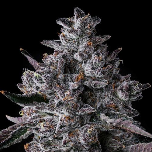 Chrome Dome Compound Genetics Feminized Cannabis Seeds