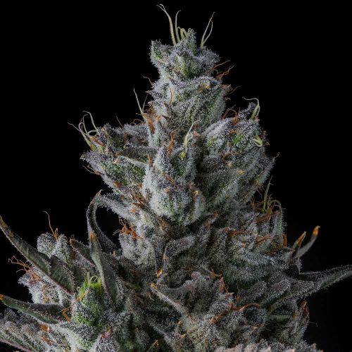 Guwop Green Compound Genetics Feminized Cannabis Seeds