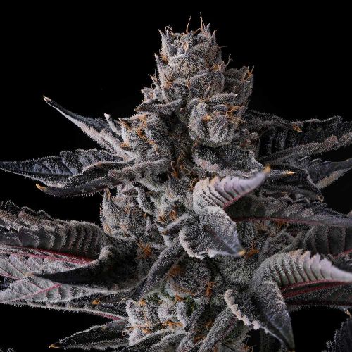 New Money Compound Genetics Feminized Cannabis Seeds