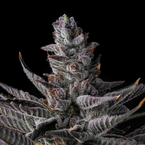 Rah Tah Tah Compound Genetics Feminized Cannabis Seeds