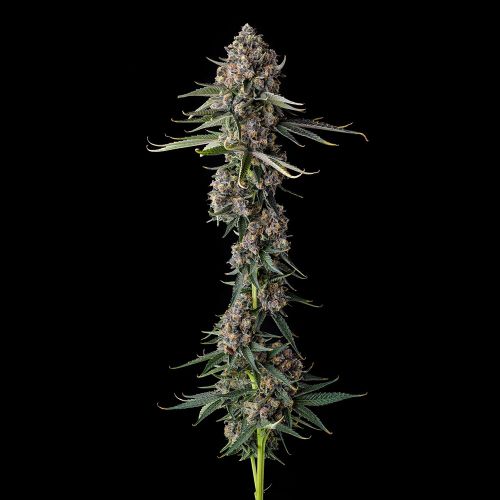 Versace Sour Compound Genetics Feminized Cannabis Seeds