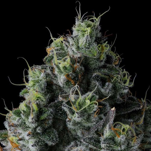 Chem 51 Compound Genetics Feminized Cannabis Seeds