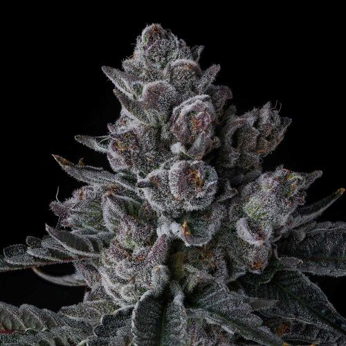 Old Money Compound Genetics Feminized Cannabis Seeds