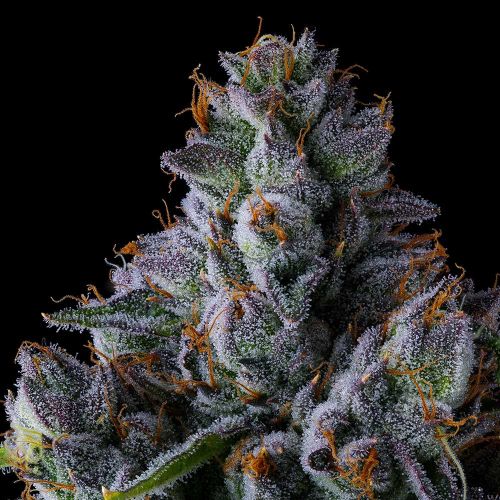 Trillianz Female Cannabis Seeds By Compound Genetics