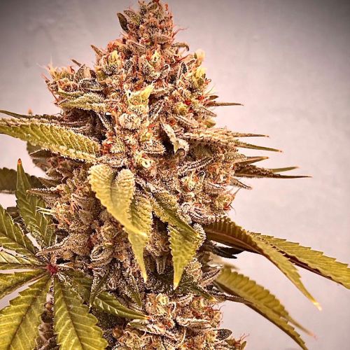 Exodus Fumes Regular Cannabis Seeds Conscious Genetics