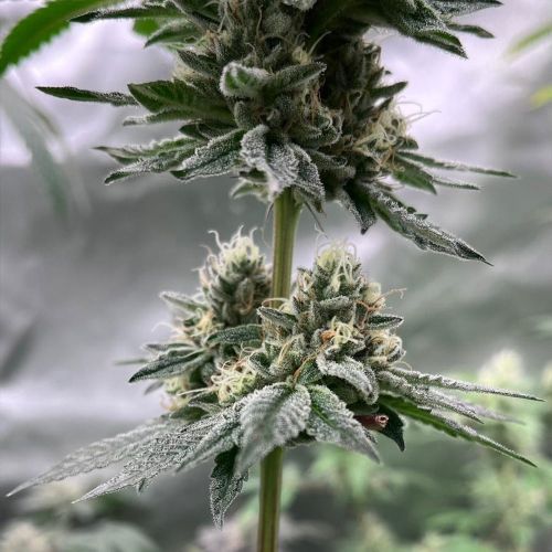 Gas Dropz Regular Cannabis Seeds Conscious Genetics