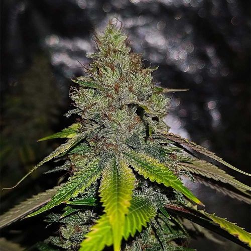 Gas Line Regular Cannabis Seeds Conscious Genetics