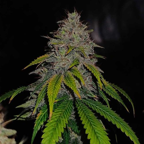 Gas Line Regular Cannabis Seeds Conscious Genetics