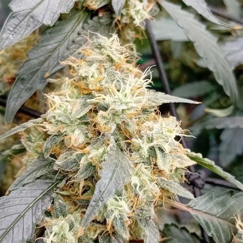 OG Scotti Regular Cannabis Seeds Conscious Genetics