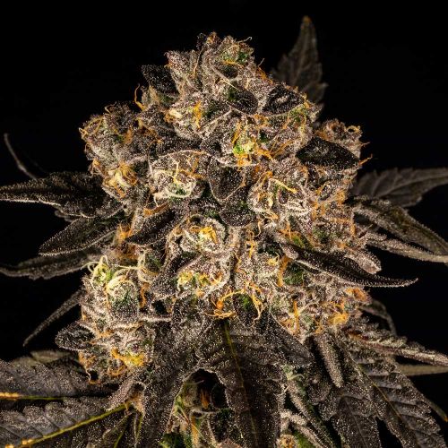 Cherry Fritter Feminized Cannabis Seeds by Cookies 