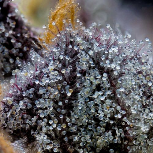 Grape Z x Hollywood Feminized Cannabis Seeds by Cookies 