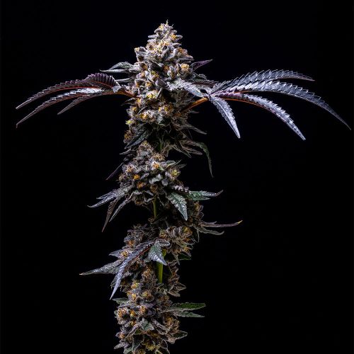 Lemon Cherry Pop Feminized Cannabis Seeds by Cookies