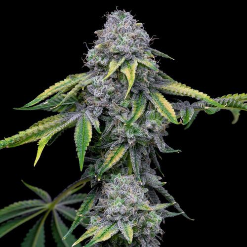 Sour Dubb x Hollywood Feminized Cannabis Seeds by Cookies