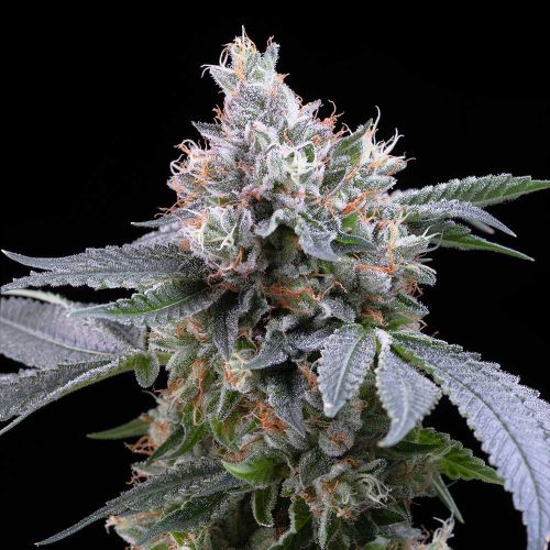 Dirty Diana Feminized Cannabis Seeds by Cookies