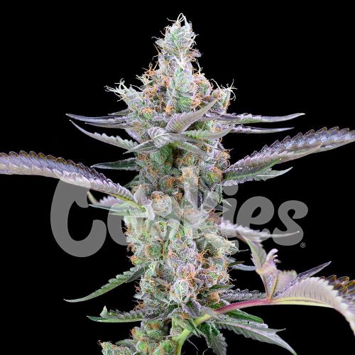 Dirty Money Feminized Cannabis Seeds by Cookies