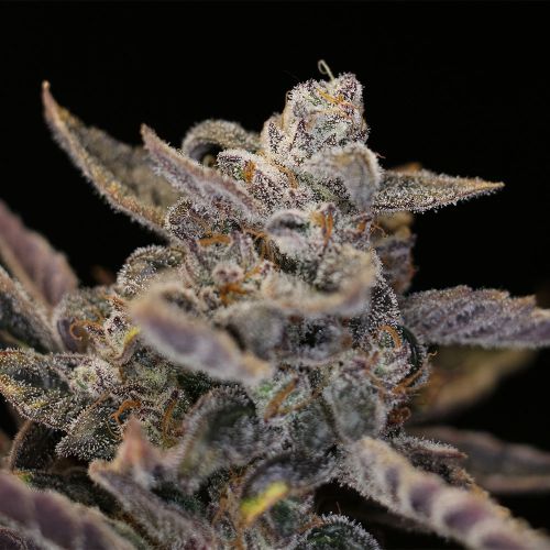 Disappearing Act V2 Auto Seeds Night Owl Seeds