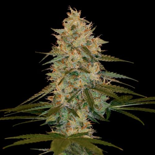 Chocolope Kush Female Cannabis Seeds by DNA Genetics