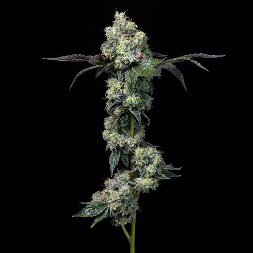 Elephant Trunk Feminized Cannabis Seeds by Cookies Seeds