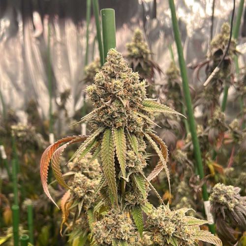 Pink Mochi Runtz Feminized Cannabis Seeds by Little Chief Collabs