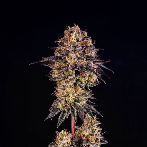 Happy Lora Feminized Cannabis Seeds by Black Tuna Seeds