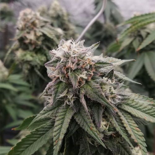 Ocean Spray Feminized Cannabis Seeds by Black Tuna Seeds